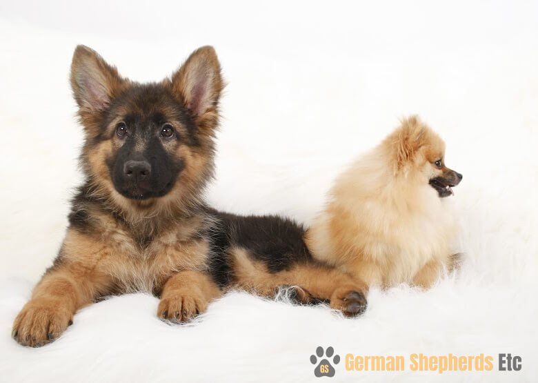 German Shepherd and Pomeranian